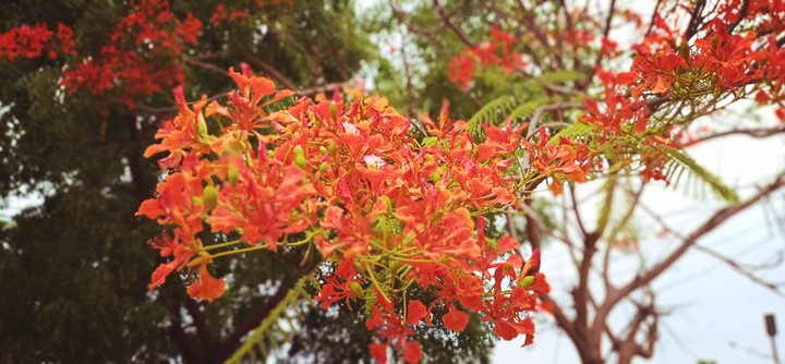 nature