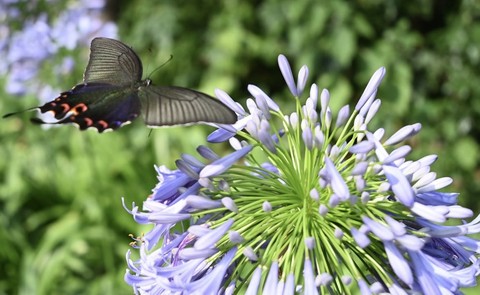 bird, pollinator壁紙