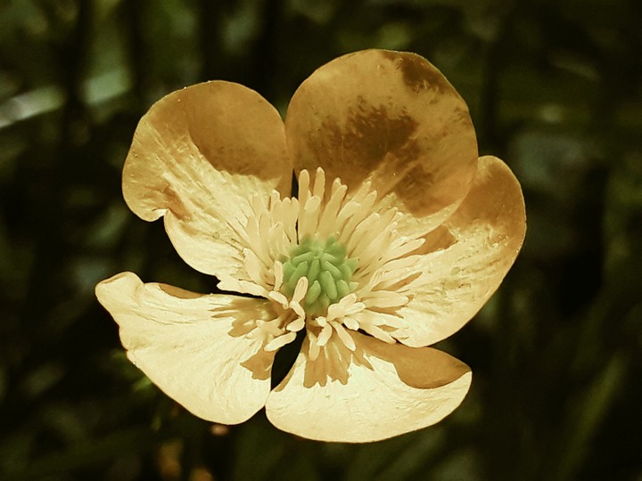 Yellow flower close up