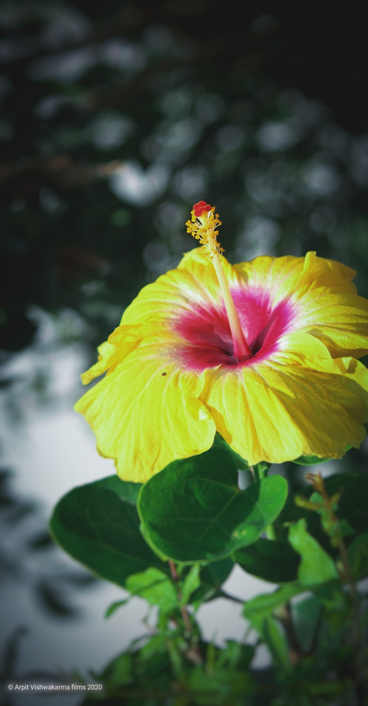 Flower nature Garden Beautiful Happiness ❤️ yellow flowers