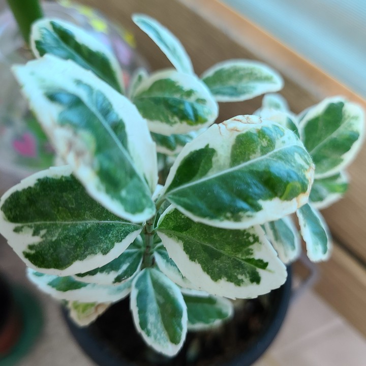 green leaf
