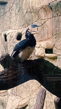 Bird ??️