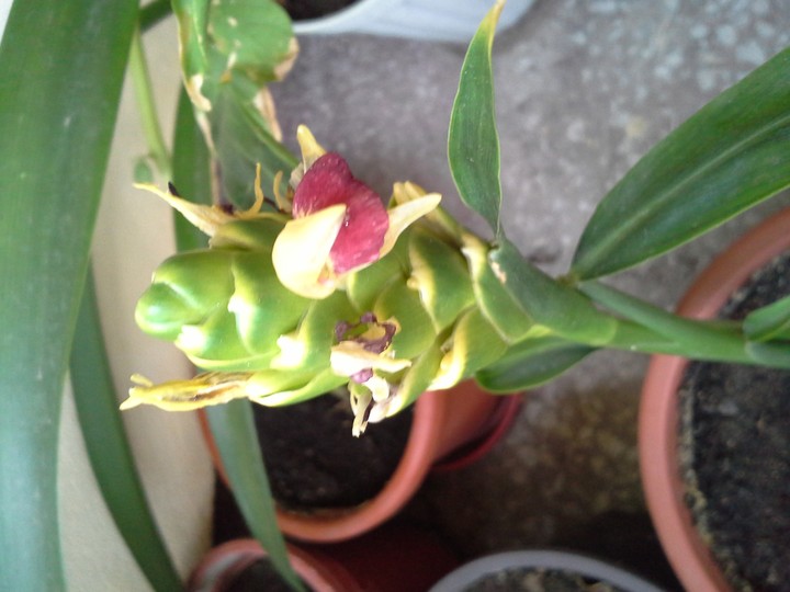 ginger flower