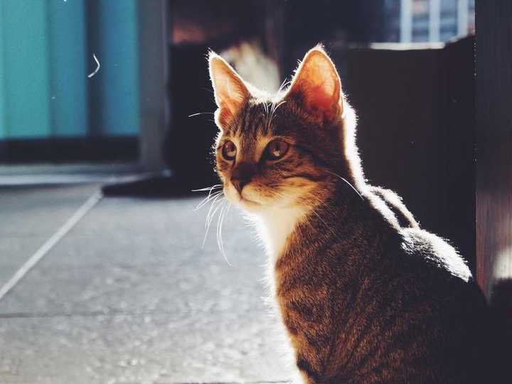 cleo