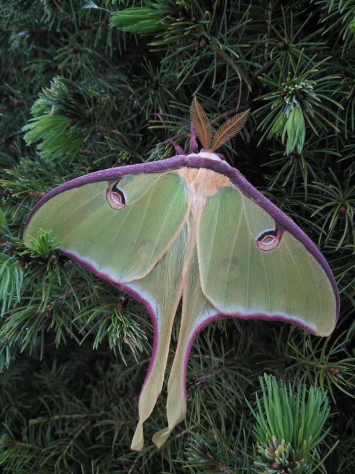 Luna moth
