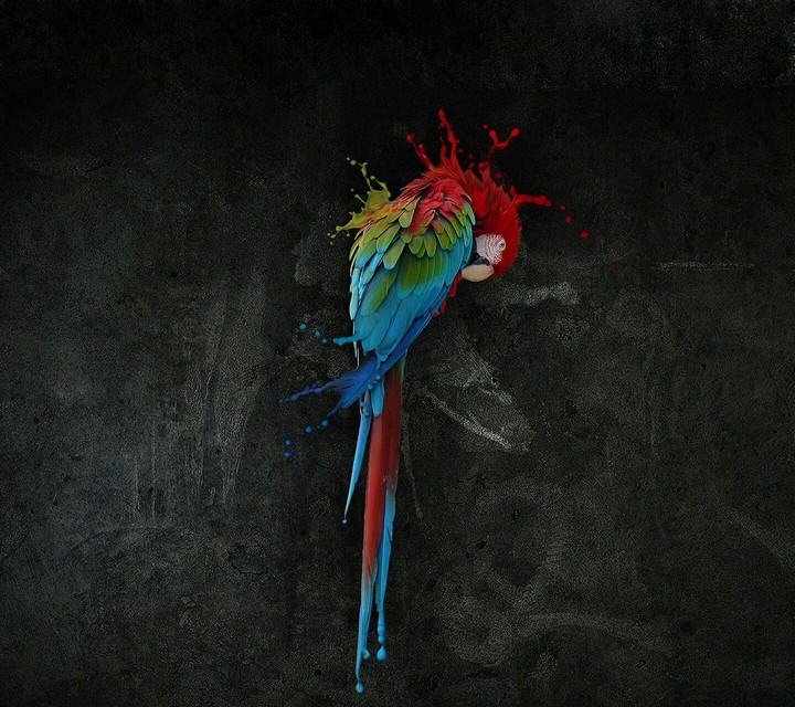 parrot multicolor