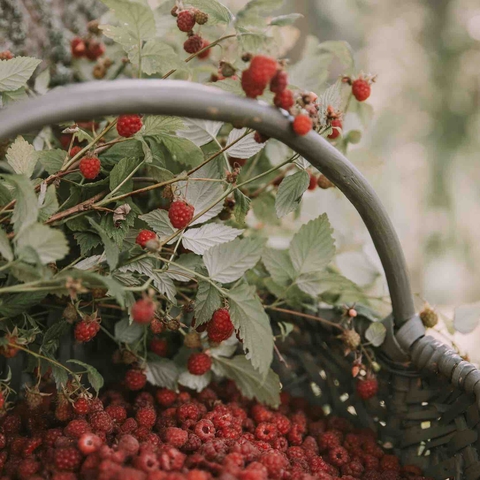 обои sorbus, plant