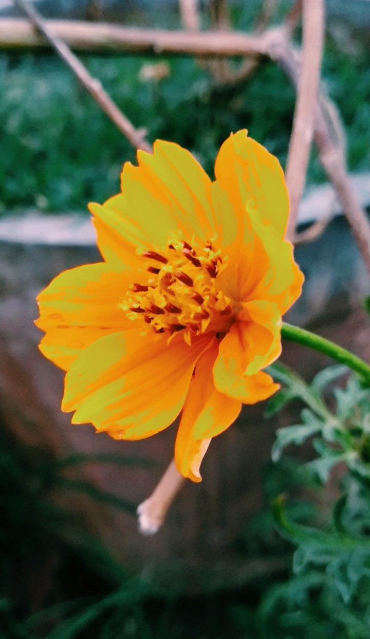 flower