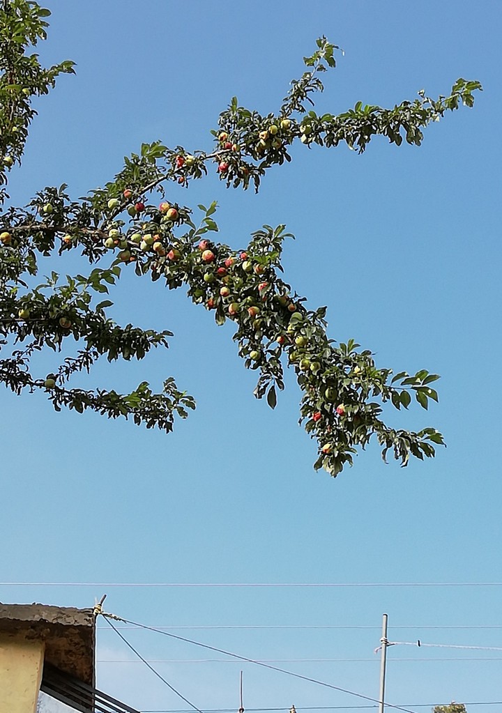 plum tree