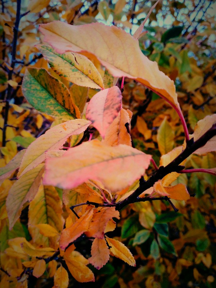 Autumn leaves