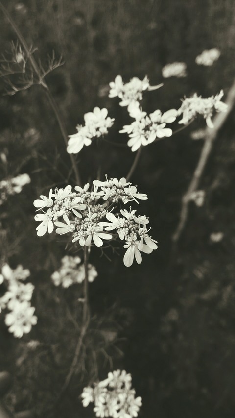 grass