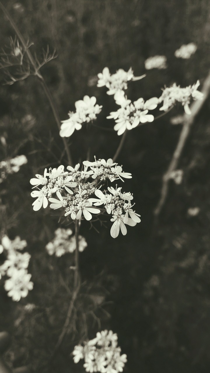 grass