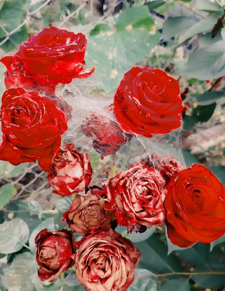 Rose