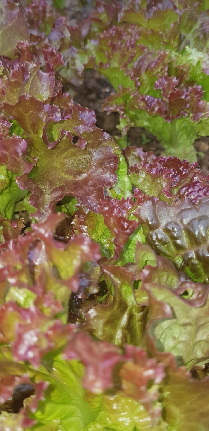 salad