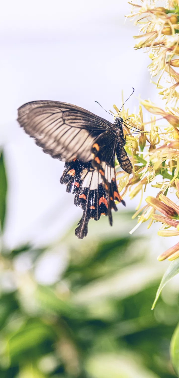 butterfly ?