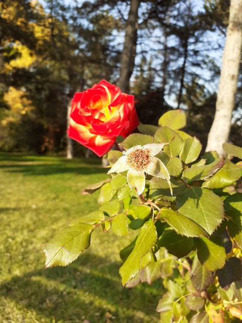 red_flower