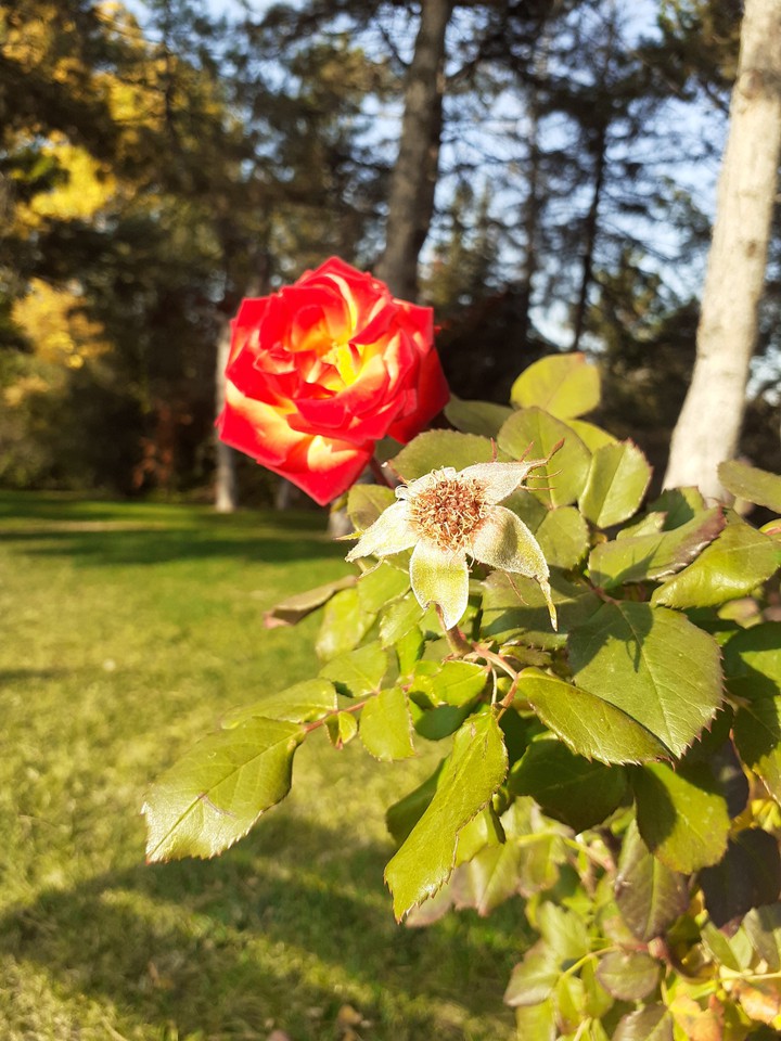 red_flower