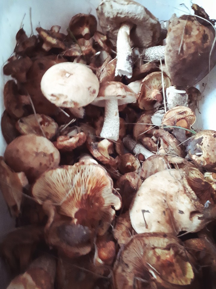 грибы