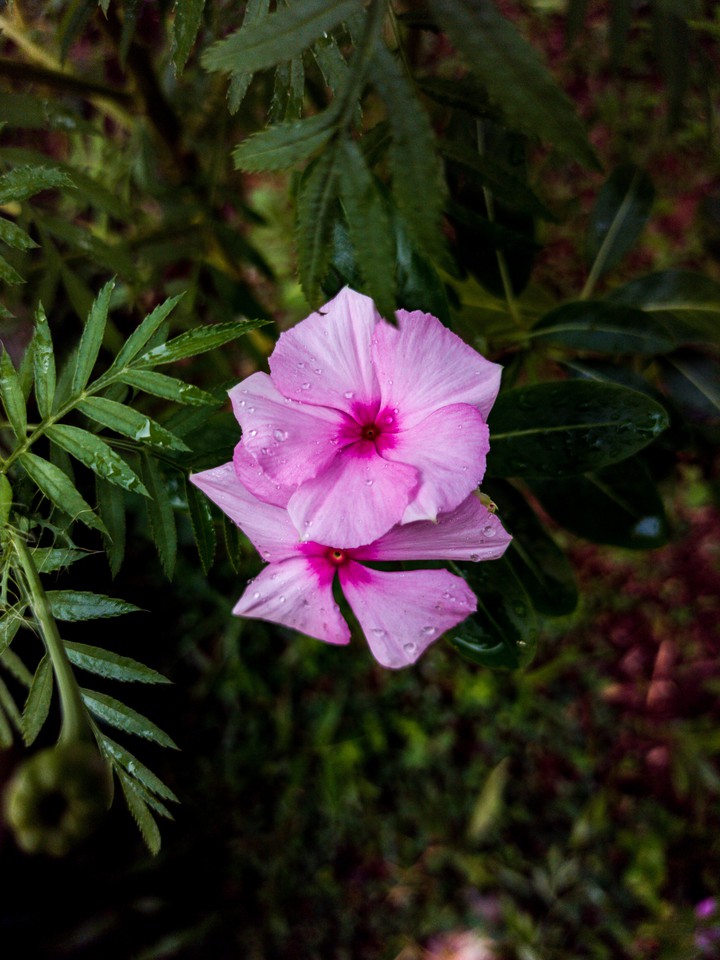 flower