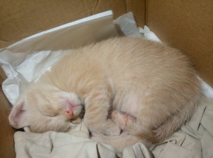 my..Cat