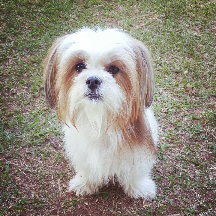 Puppy