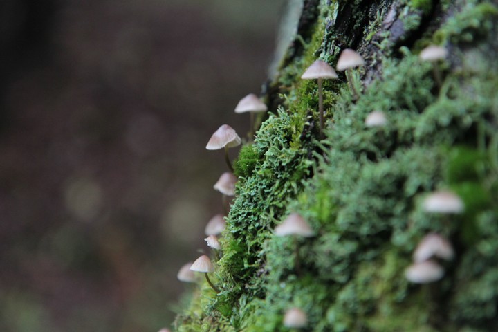 mushrooms