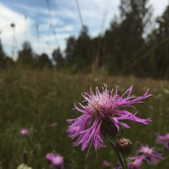 wild flower