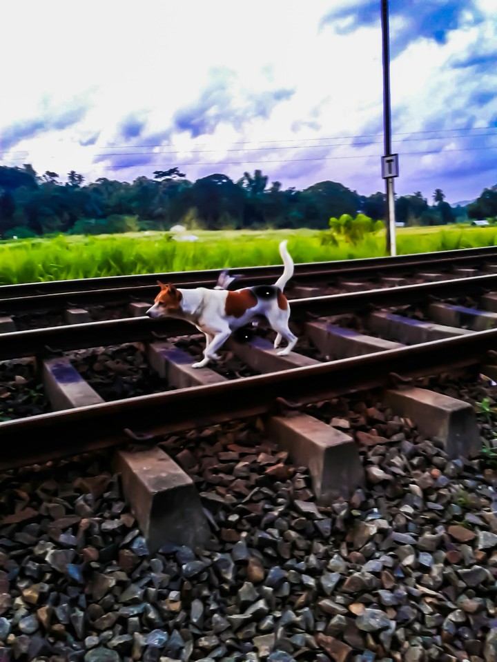 dog going on the railway