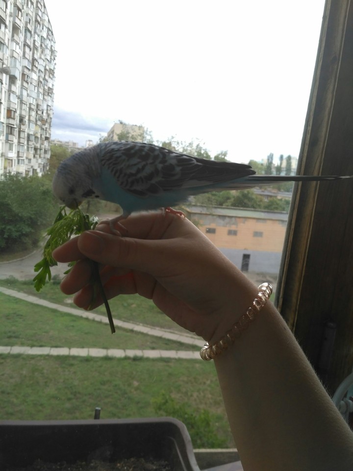 My hand and the bird on it