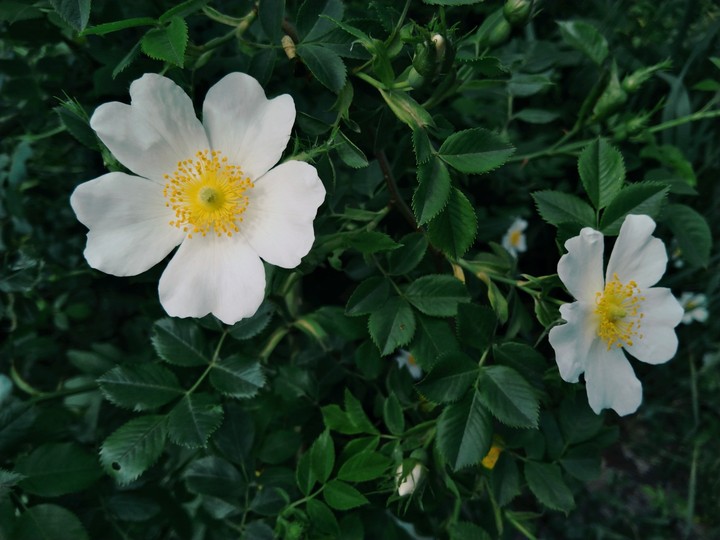 Brier flower or wild rose