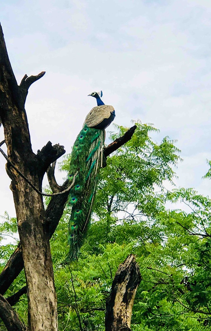 The symbol of beauty : peacock