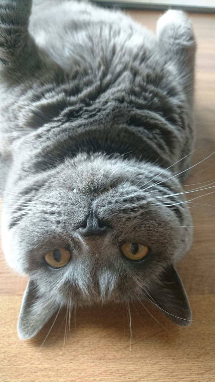 cat