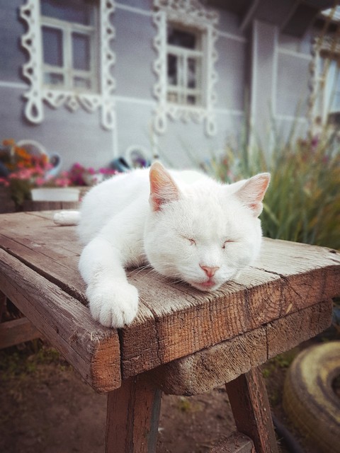 кошка