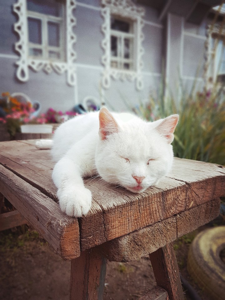 кошка