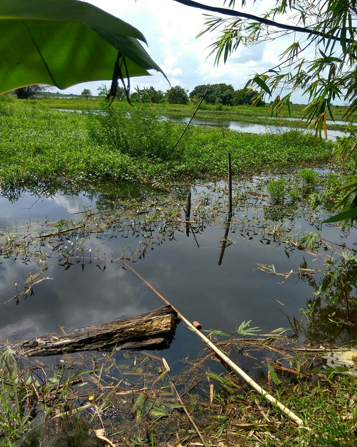 mungguraya indonesia