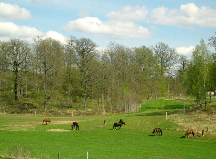 Scenics