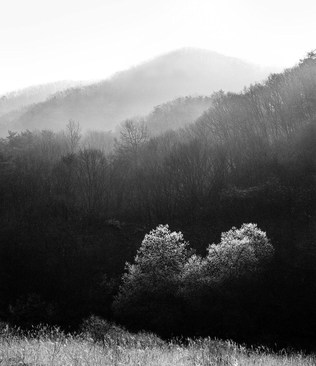 Misty Mountain in the Morning