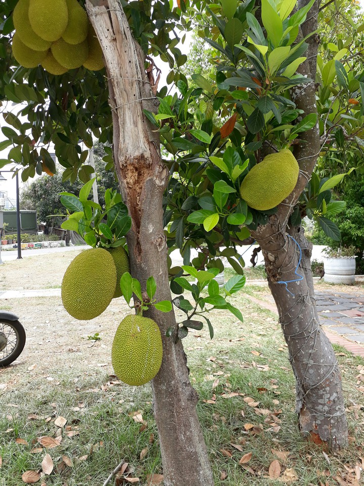 Jackfruit 波羅蜜