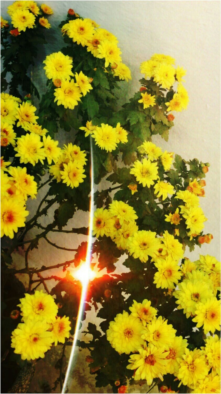 flowers