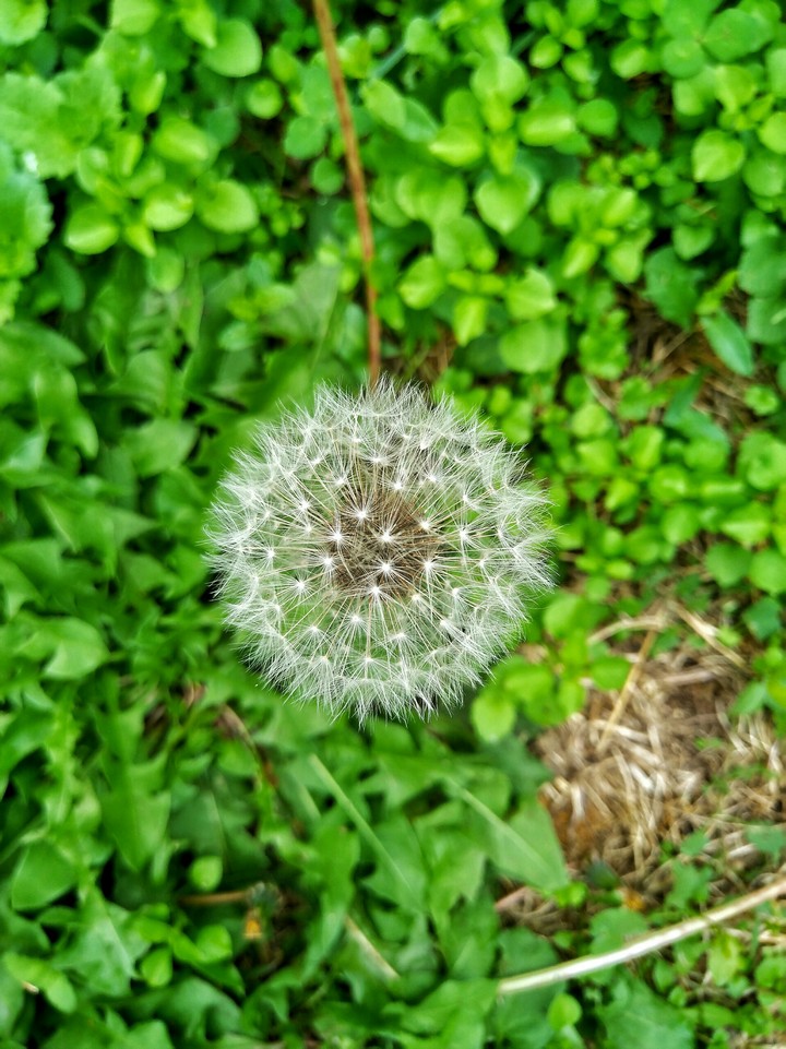 soffione