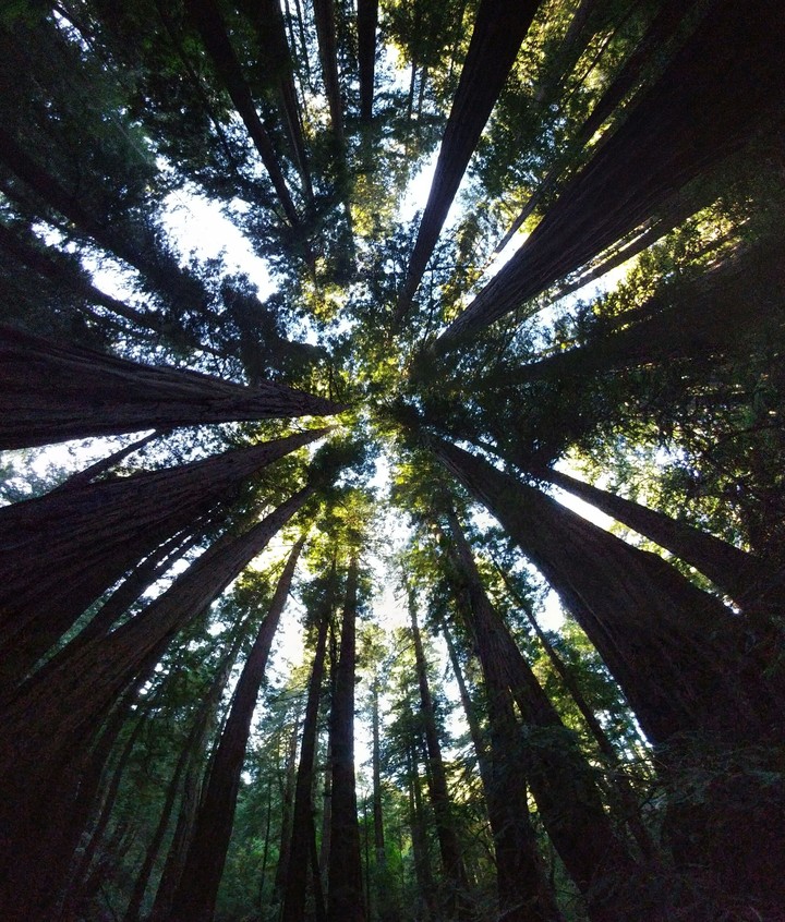 Towering Redwoods