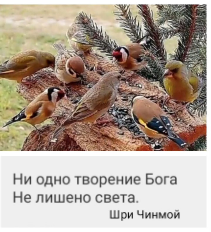 афоризм Гуру