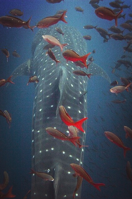 Underwater life
