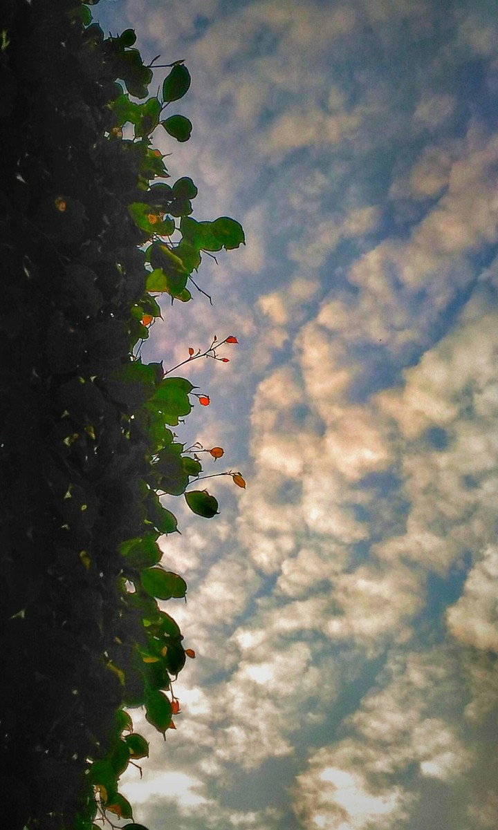 contrast