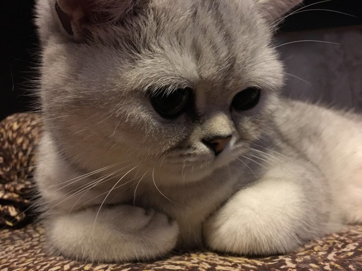 Котя