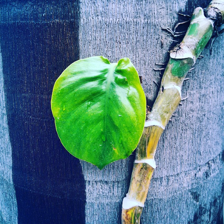 leafy