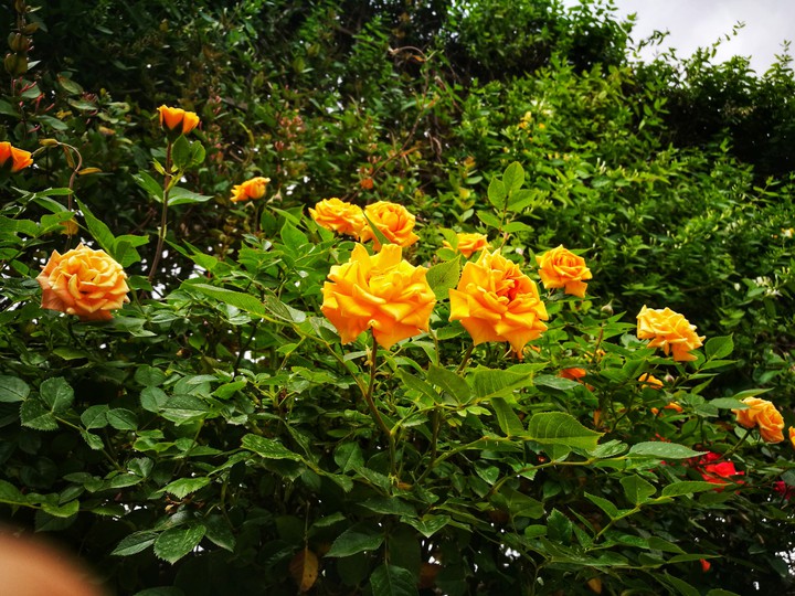 rose