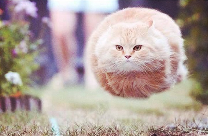 cat