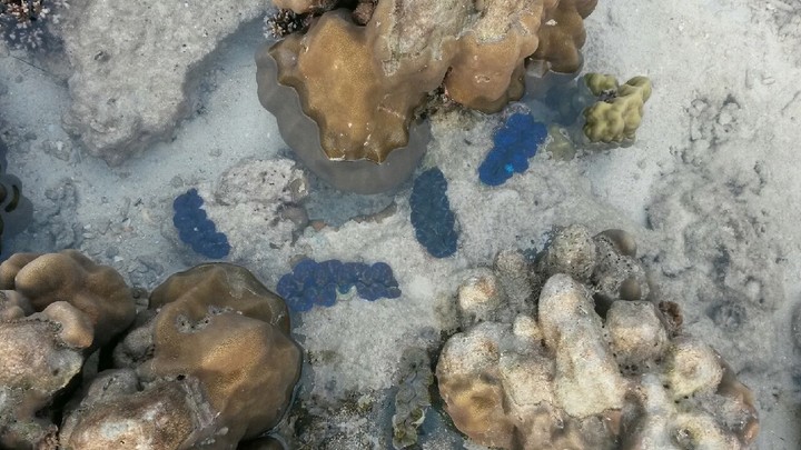 giant clam
