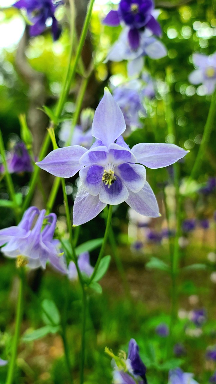 하늘매발톱 aquilegia